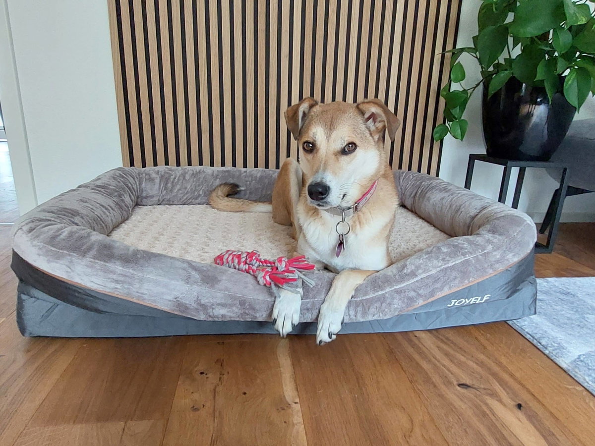 Mischlingshund liegt mit Spielzeug im Hundebett.