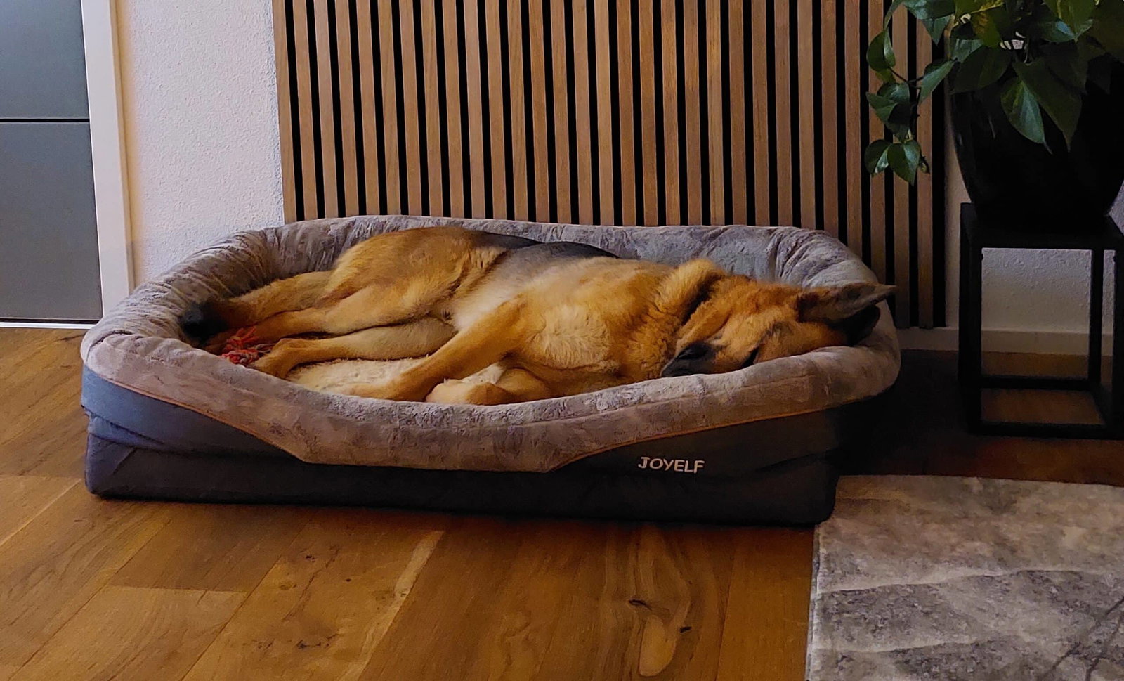 JOYELF Hundebett Test 2026 - das Haustiermagazin testet