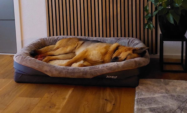 Das orthopädische Hundebett von JOYELF im Test