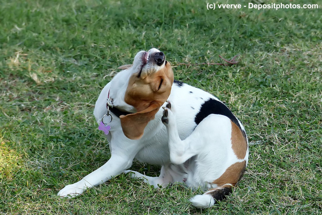Ein Hund kratzt sich mit der Hinterpfote am Kopf. Beschriftung lautet: Das ausdauernde Kratzen und Lecken des Fells kann auf eine Futtermittelallergie hindeuten.