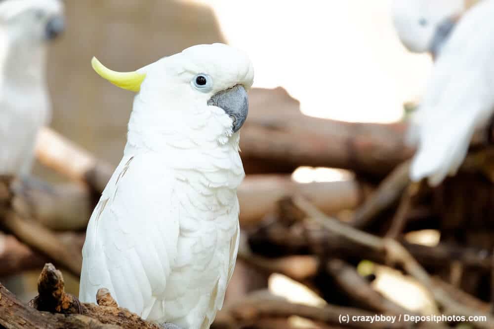 Portrait eines Kakadu auf einem Ast mit typischem Papageienschnabel