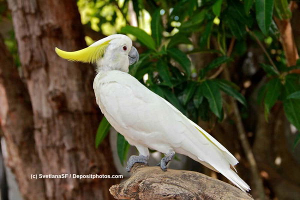 Wissenswertes über den Kakadu