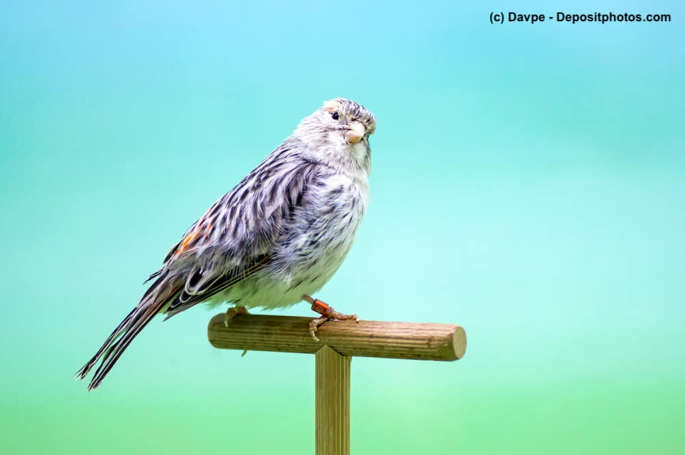 Weiß-schwarzer Kanarienvogel auf einer Stange