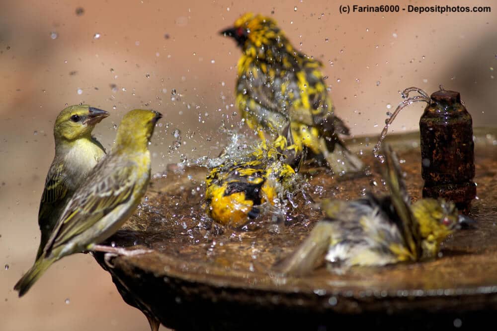 Vögel baden und plantschen in einer Schale