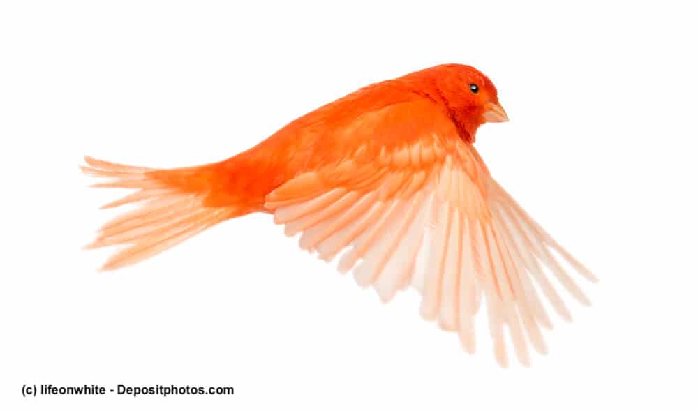 Roter Kanarienvogel fliegt vor weißem Hintergrund