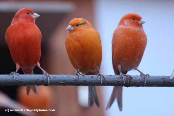 Alles rund um den Kanarienvogel