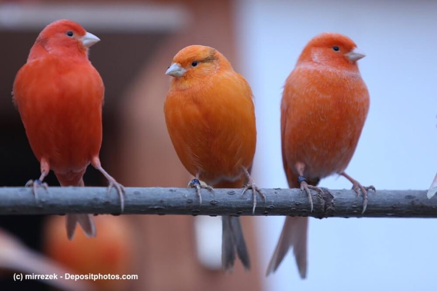 Alles rund um den Kanarienvogel