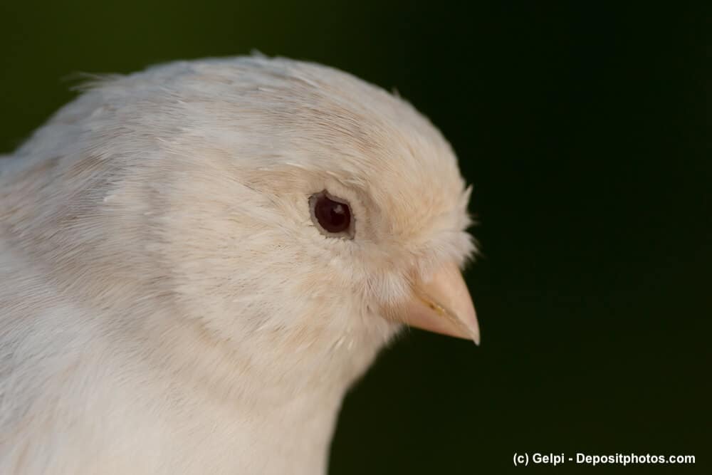 Portrait eines weißen Kanarienvogels