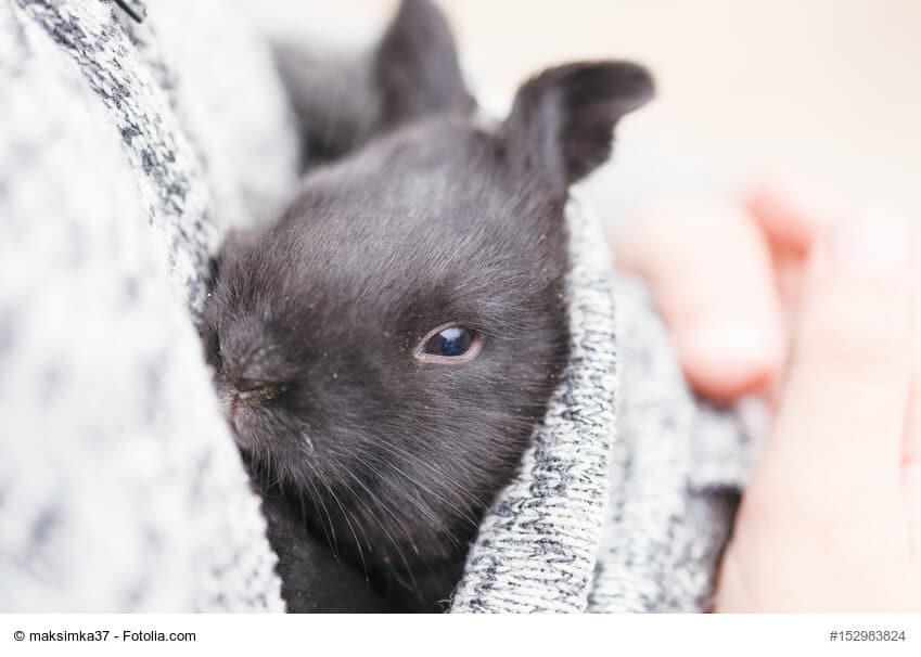 Kleines, schwarzes, junges Kaninchen in raue Decke eingekuschelt. Beschriftung lautet: Du solltest Dein Kaninchen nicht zu früh von seiner Mutter trennen.