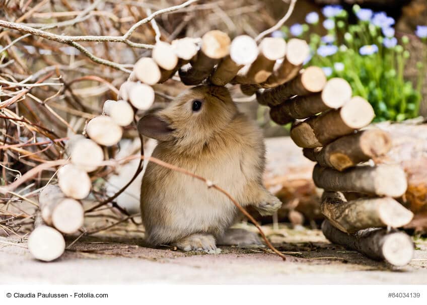 Kleines hellbraunes Kaninchen versteckt sich unter einer kleinen Spielzeug Brücke. Beschriftung lautet: Tunnel, Brücken und Häuschen sollten vor dem Kaninchen-Einzug gekauft werden.