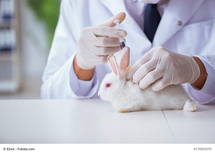 Kleines weißes Kaninchen beim Tierarzt