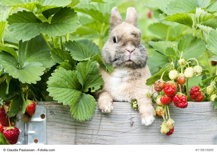 Gesunde Ernährung für Dein Kaninchen: Was ist erlaubt?