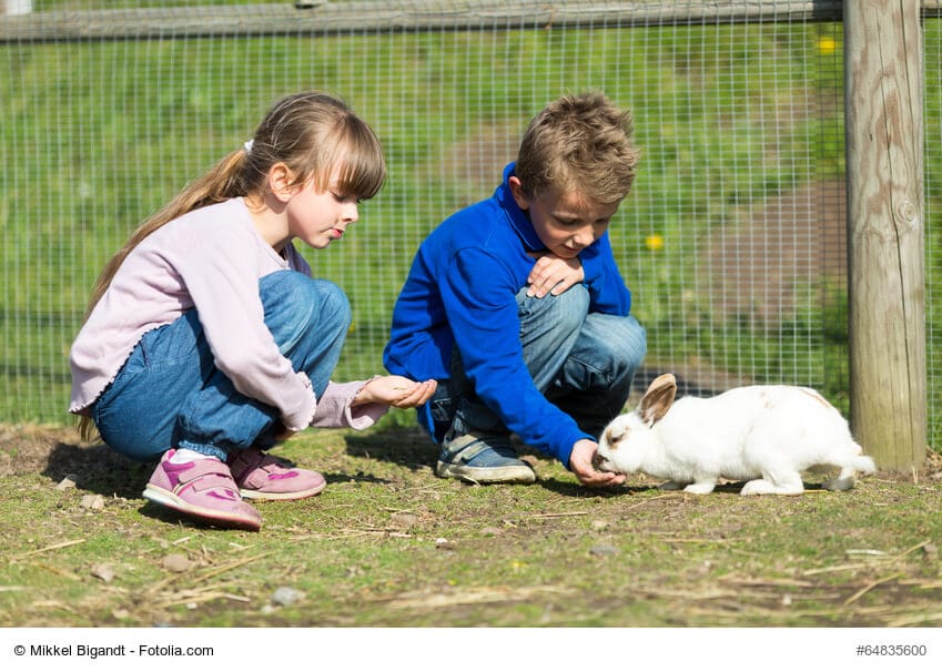 Kinder, Mädchen und Junge, füttern ein weißes Kaninchen