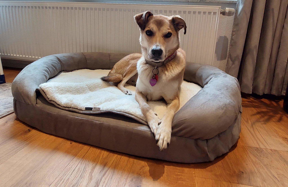 Mischlingshund liegt in Karlie Hundebett