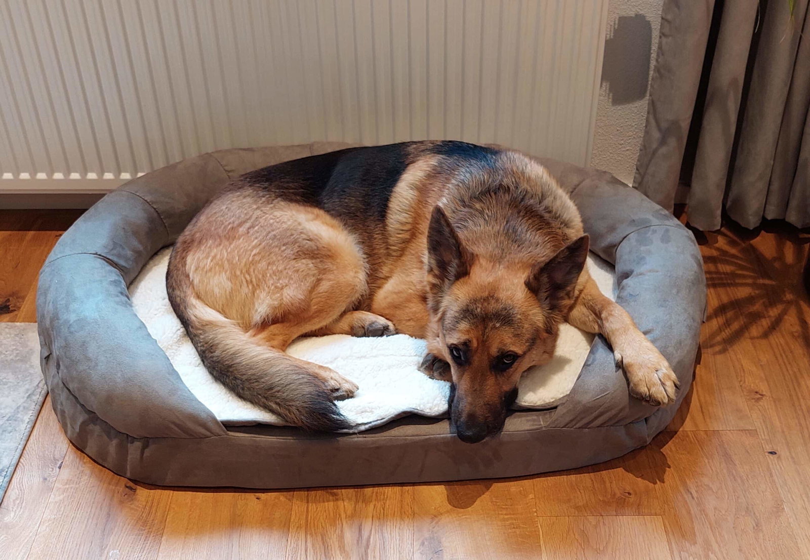 Schäferhund liegt in Karlie Hundebett