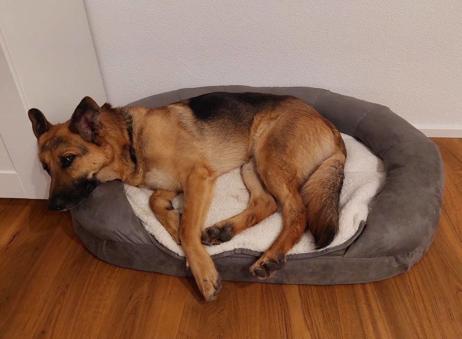 Das orthopädische Hundebett von Karlie im Test