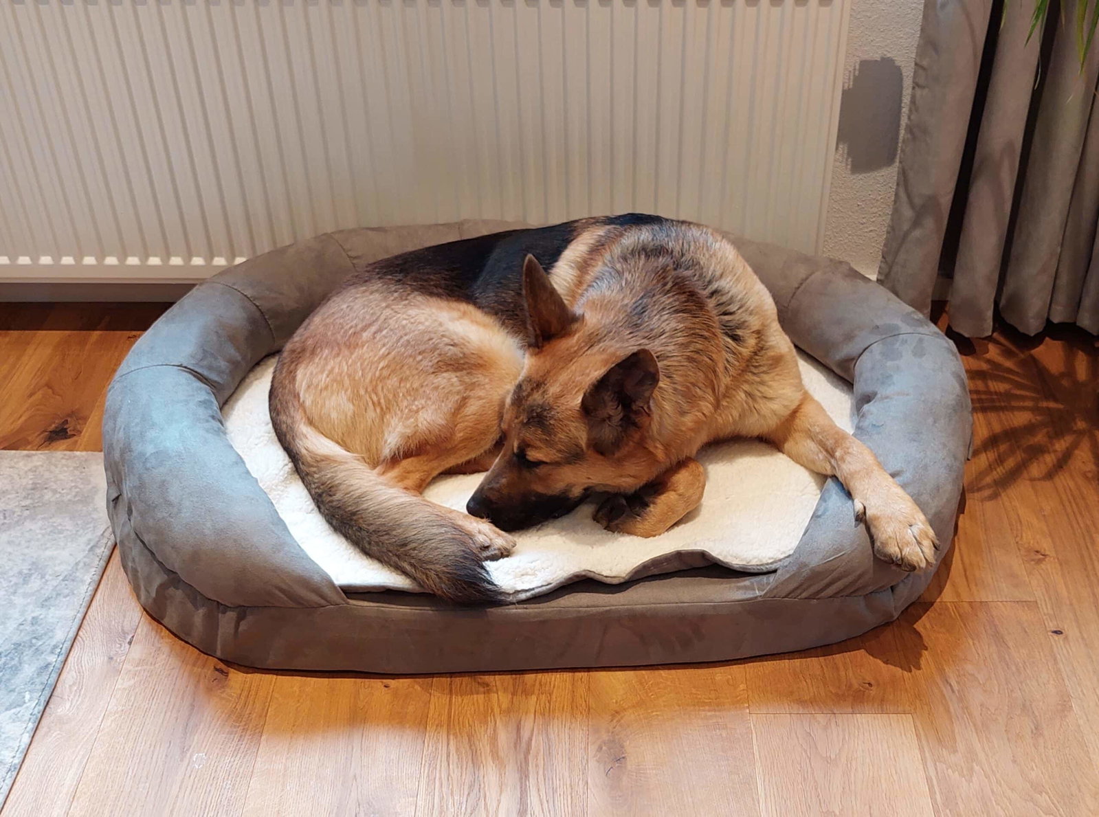 Schäferhund liegt in Karlie Hundebett