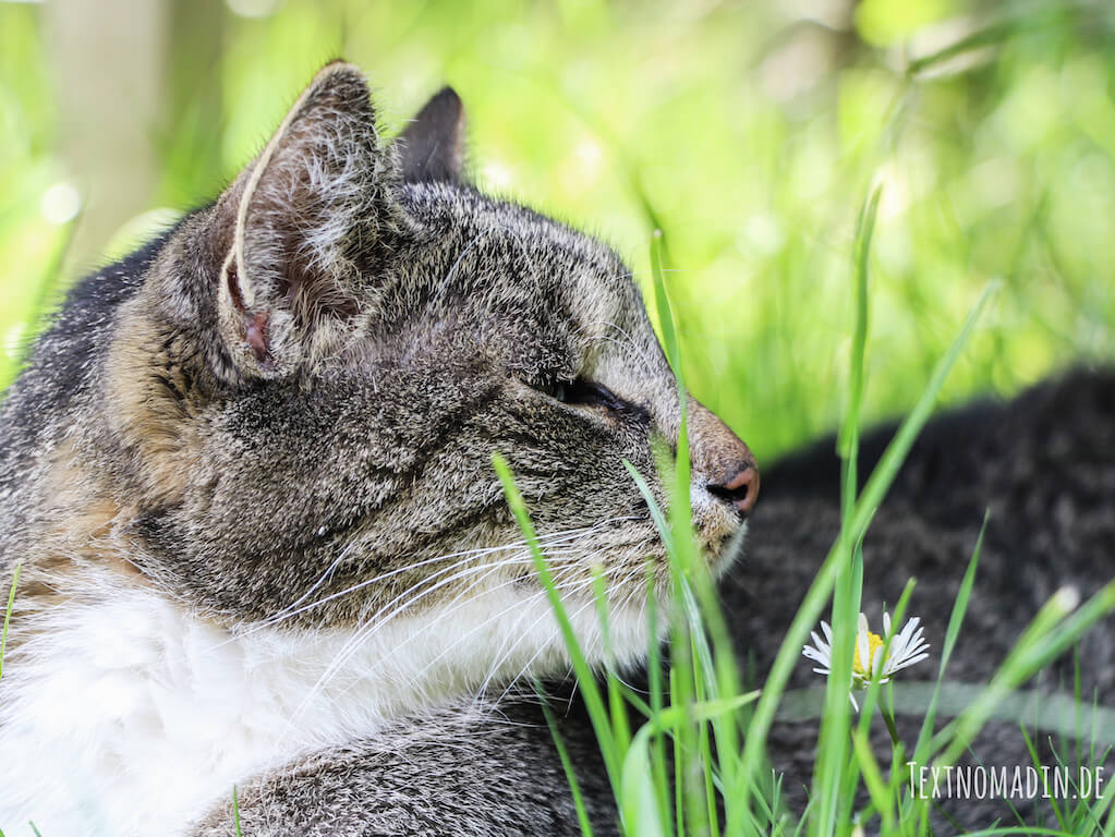 Kater mit Gänseblümchen