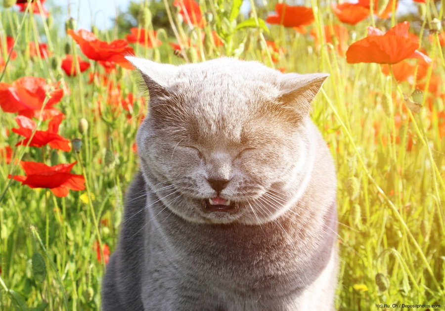 Welche Katzen sind für Allergiker geeignet?