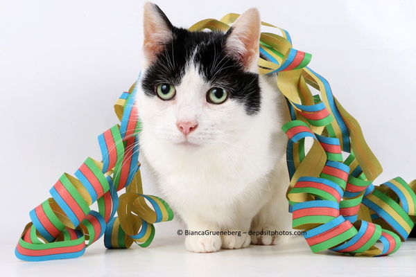 Silvester mit Katzen? Das muss nicht stressig sein!