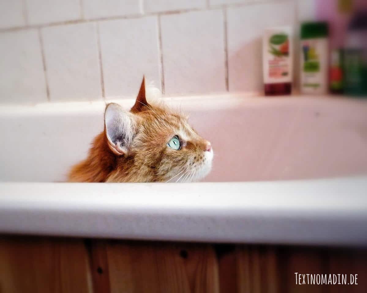 Hygieneregeln bei kranken Katzen