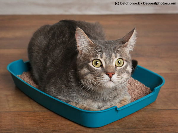 Warum Katzen Durchfall haben und was Du dagegen tun kannst