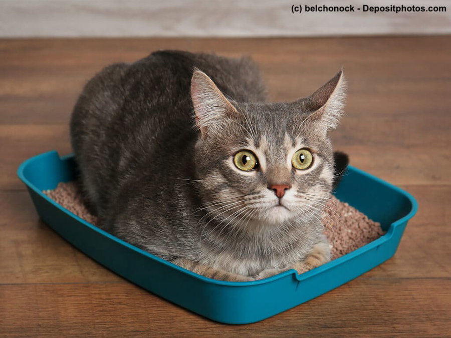 Warum Katzen Durchfall haben und was Du dagegen tun kannst