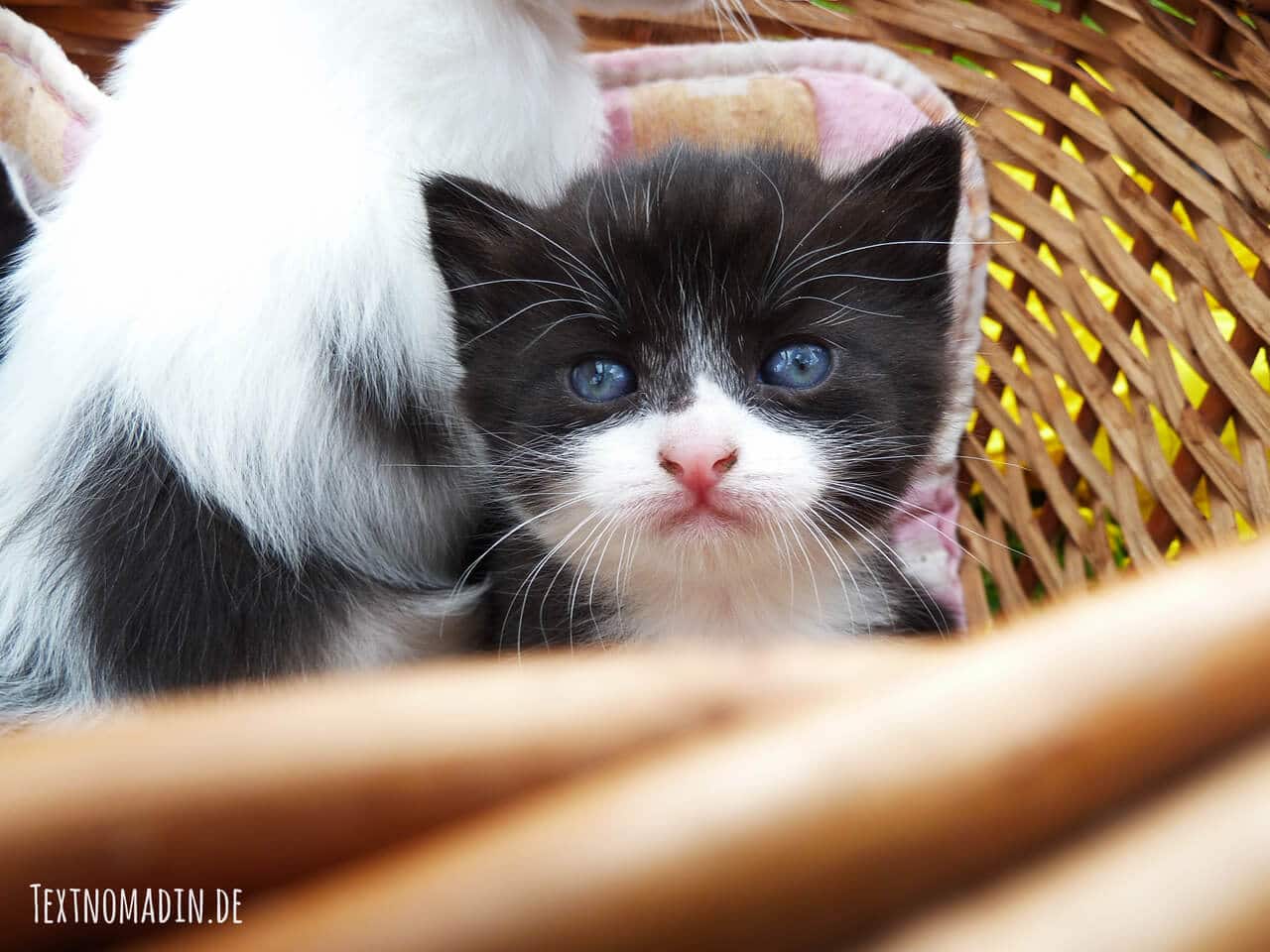 Durchfall gefährlich für junge Katzen