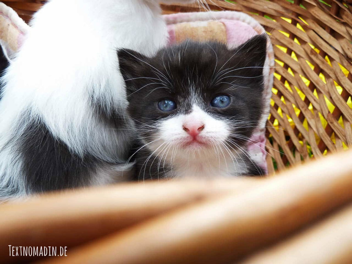 Durchfall gefährlich für junge Katzen