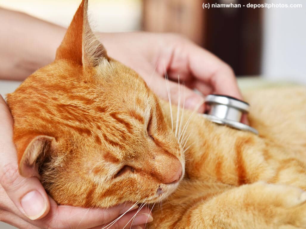 Bei Katzen mit starkem Durchfall muss der Tierarzt helfen