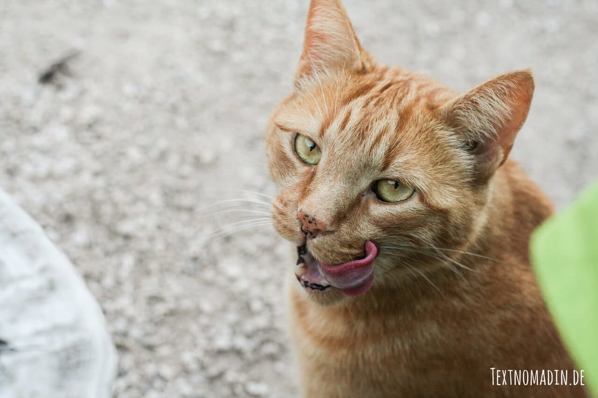 Milchprodukte schlecht für Katzen