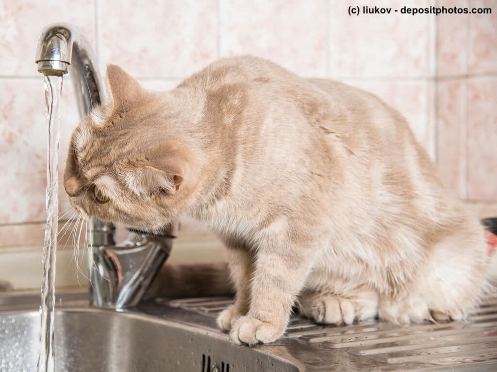 Flüssigkeit für Katze mit Durchfall