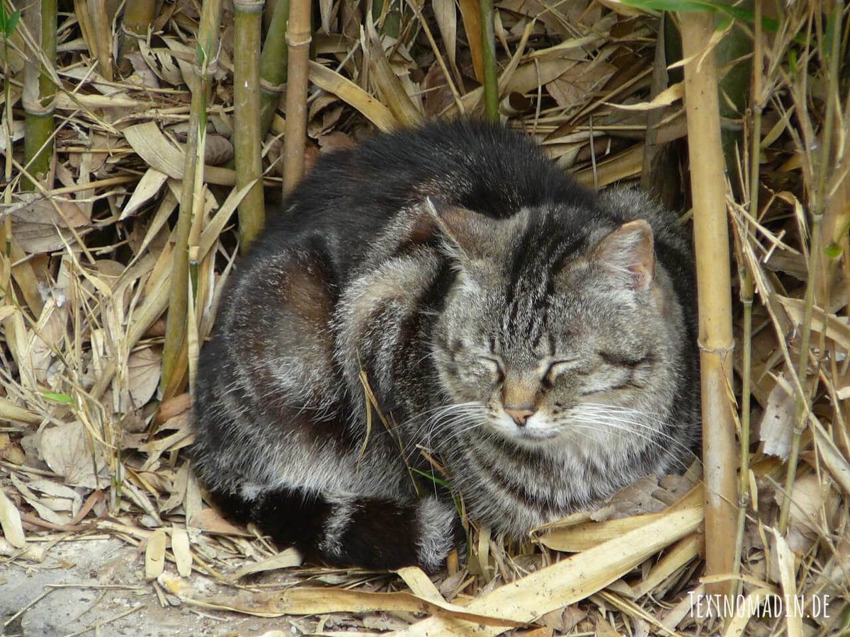 Freigänger Katze krank