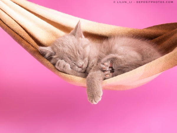 Kaufratgeber: Die besten Katzenhängematten – für entspannte Momente