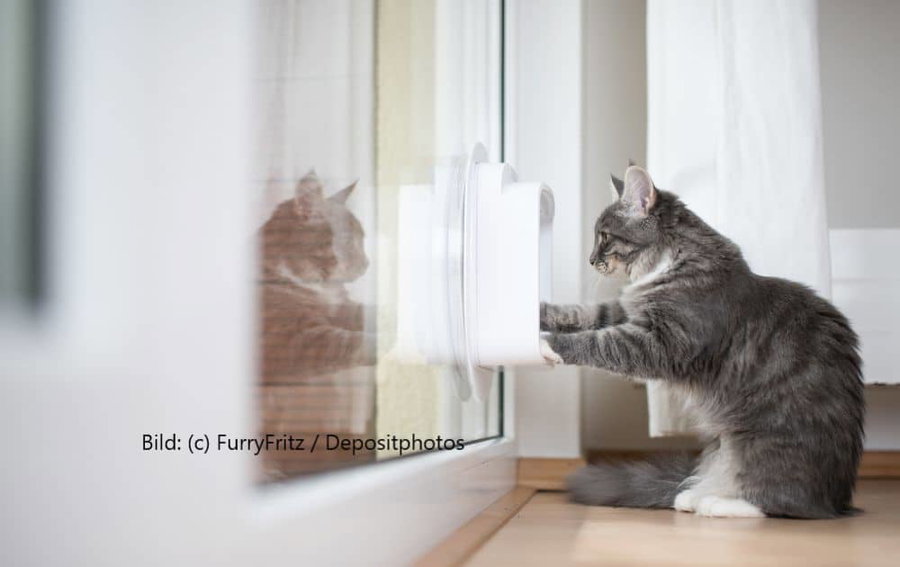 Kaufratgeber: Die beste Katzenklingel für Türen