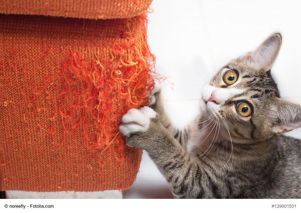 Katzen allein zu Haus: Tolle Beschäftigungsideen