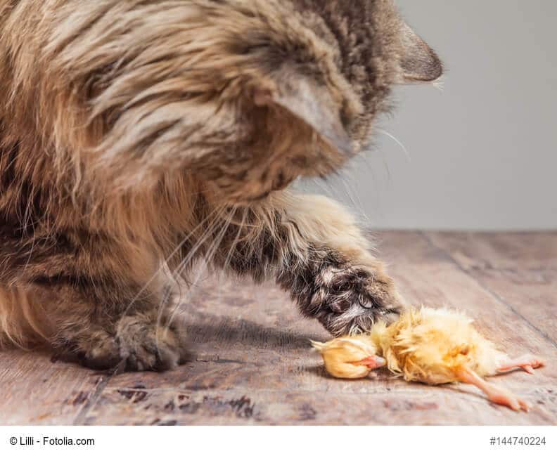 Eine Katze frisst ein Küken als Futtertier beim Barfen