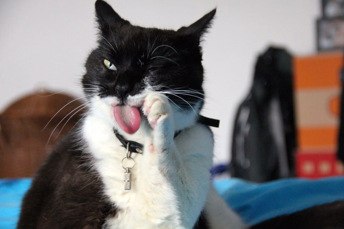 Eine Katze putzt sich und guckt dabei komisch