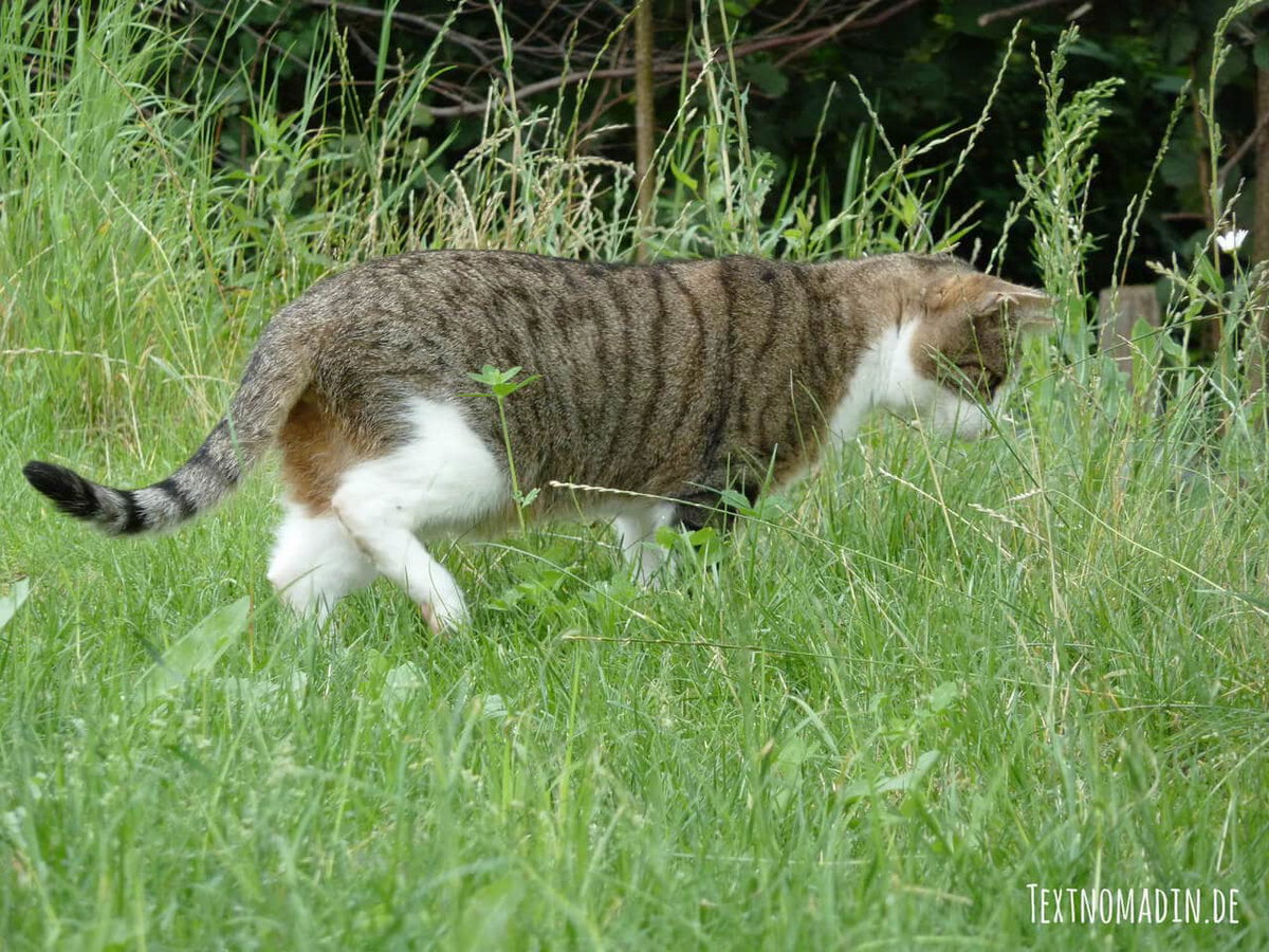 Freigänger Katzen haben viel mehr Möglichkeiten sich auszulasten