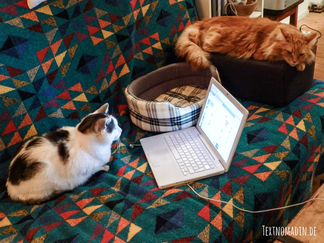 Zwei Katzen liegen aus dem Sofa und beobachten den Laptop