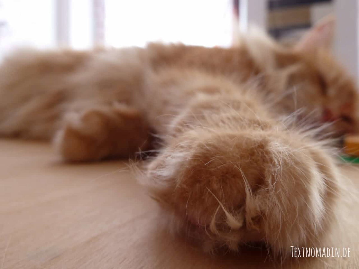 Katze zerstört Möbel, Hilfe