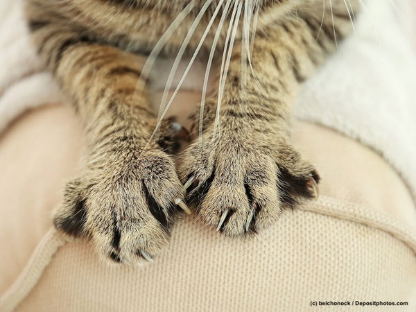 Hilfe, meine Katze kratzt – was steckt dahinter?