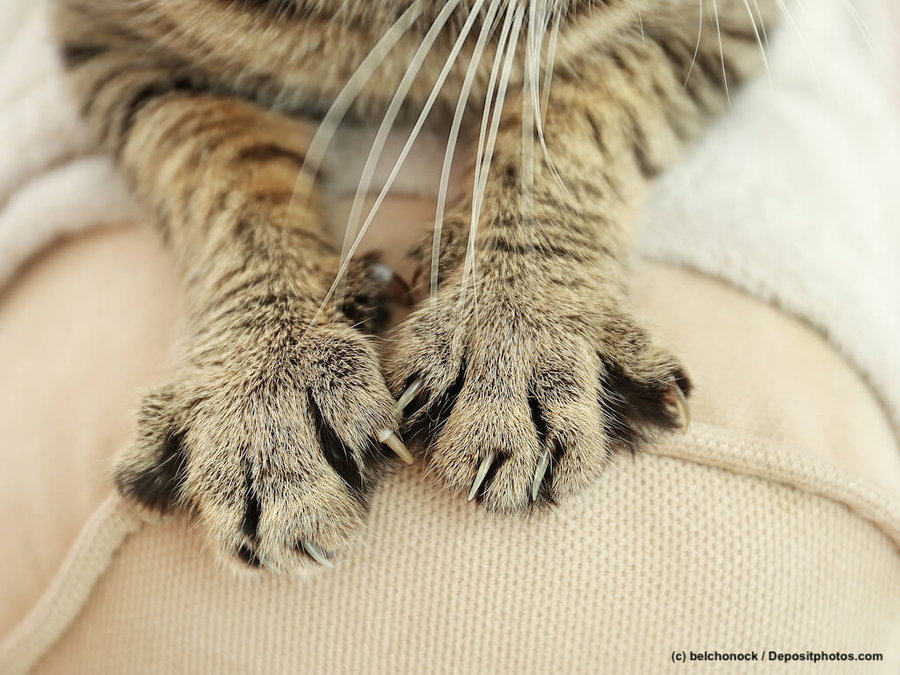 Hilfe, meine Katze kratzt – was steckt dahinter?