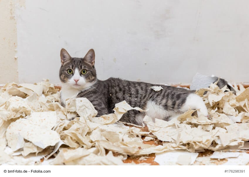 Wenn die Katze allein zuhause bleiben muss