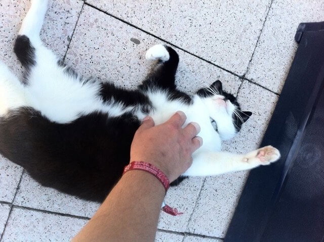 Katzen liegt auf dem Rücken und genießt Streicheleinheiten