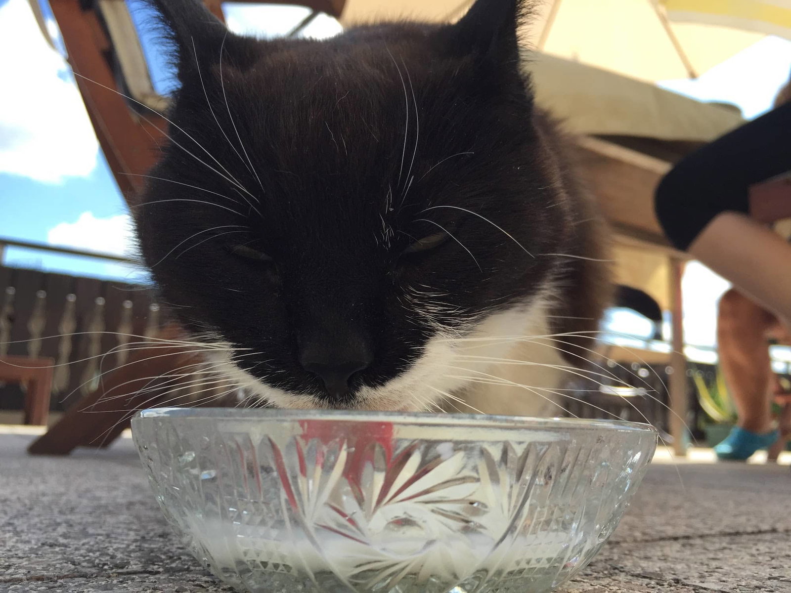 Hühnchenwasser oder auch ein Schluck Yoghurt, Milch oder Sahne können deine Katze zum trinken animieren.