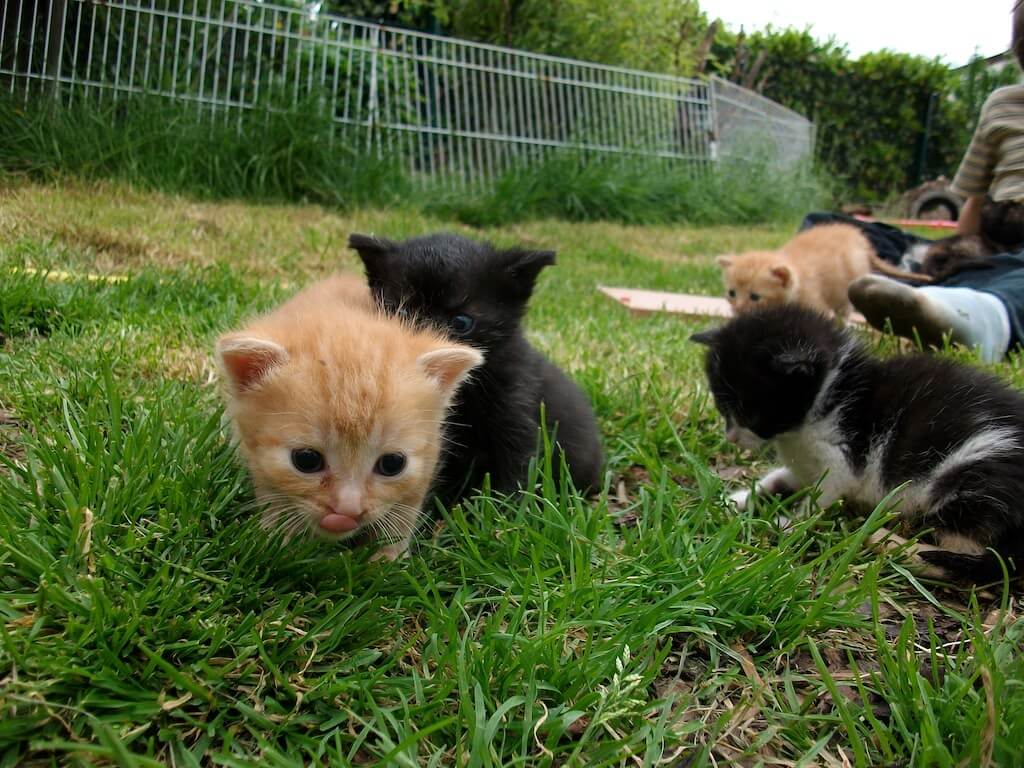Wurf Katzenkinder auf Abenteuer