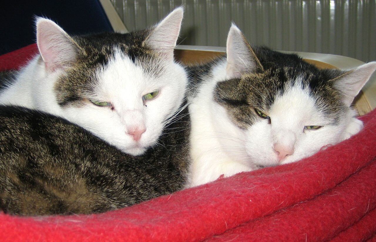 Herbstzeit ist Kuschelzeit