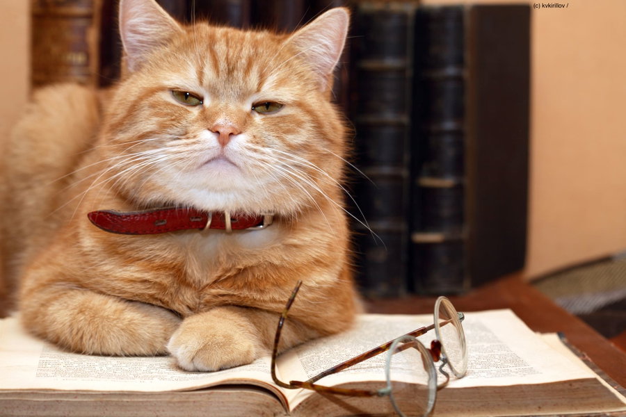 Wie alt ist meine Katze? Alles über das Katzenalter.