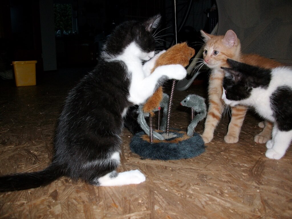 Katzenbabies spielen zusammen
